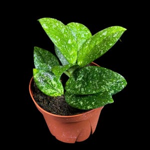 Hoya Carnosa Freckled Splash Established Plant - Rare Dark Green Leaves with Silvery Flecks - Live Indoor Houseplant in Grow Pot -