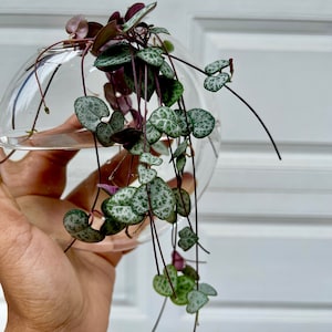 String of Heart Unrooted Cuttings - Beautiful indoor succulent with heart-shaped leaves - low light succulent vining plant - plant of love