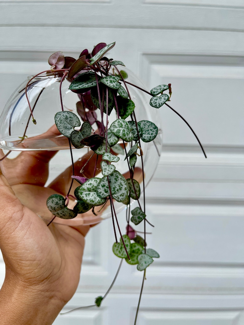 PlantVers String of Hearts Cuttings - Thumbnail 4