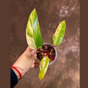 Variegated Philodendron Strawberry Shake EXACT Same Plant - Rare Variegated Strawberry Plant - Collector Plant - Gift Live Plant - US Seller