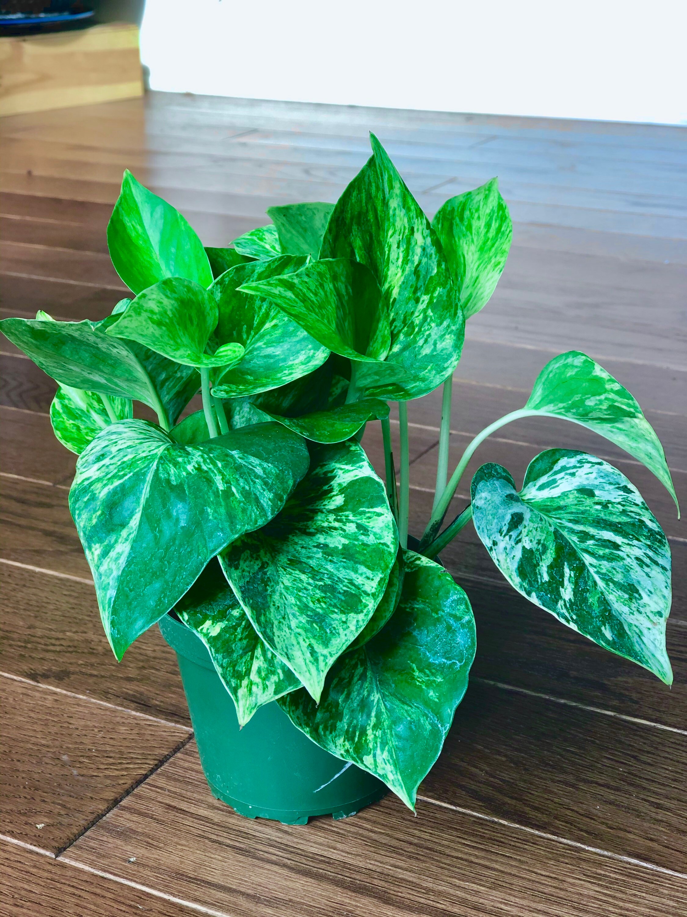 RARE Marble Pothos Cuttings Variegated Indoor easy Etsy
