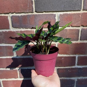 Rare Calathea Lancifolia 2” pot - Air purifier plant - Rare Houseplant - Rattlesnake Plant - SAME PLANT as pictures bild 3
