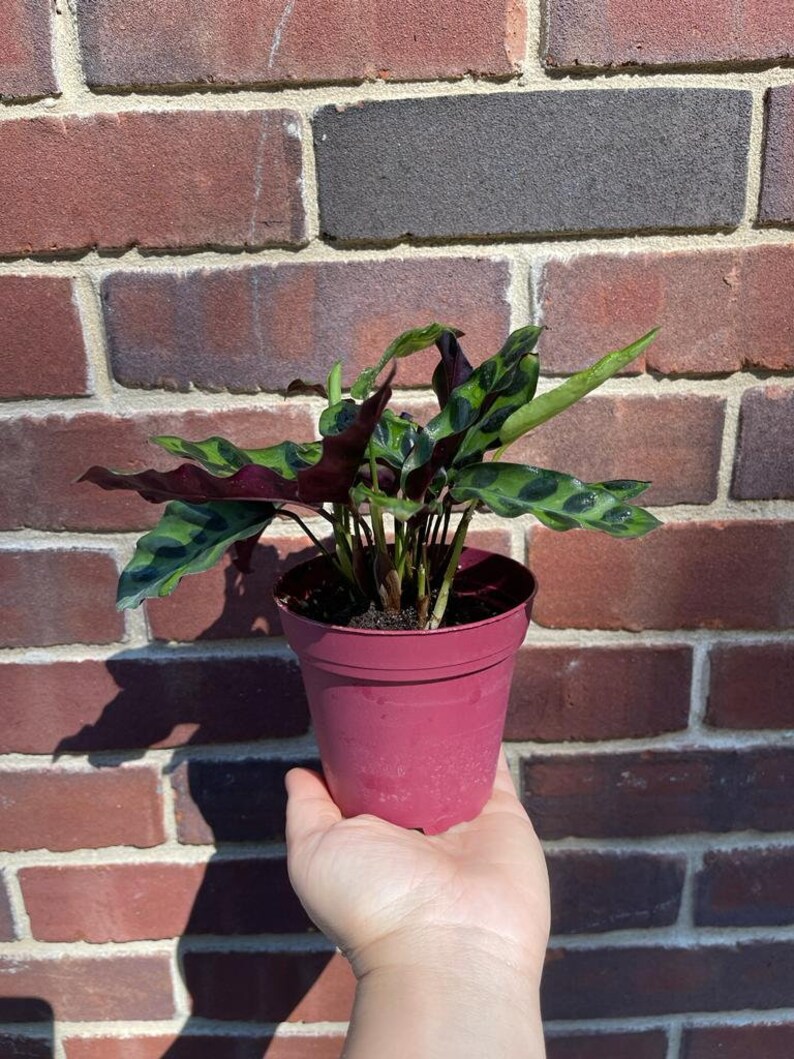 Rare Calathea Lancifolia 2” pot - Air purifier plant - Rare Houseplant - Rattlesnake Plant - SAME PLANT as pictures bild 3