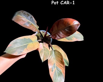 Variegated Black Cardinal Philodendron - Extremely RARE - Collector Plant - Same Plant - US Seller - EXACT Same Pot
