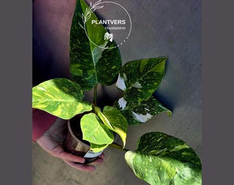 Variegated Philodendron White Princess Tricolor - Super Rare Live Collector Plant - Pink White Green Indoor Climbing Houseplant - US Seller