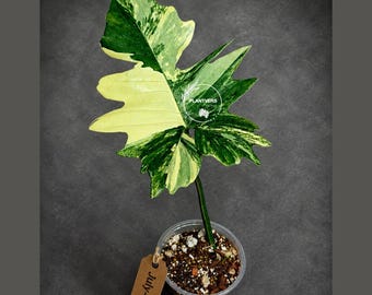 Variegated Philodendron Florida Beauty x Mayoi - Extremely Rare Collector Aroid Live Plant - EXACT Plant - US Seller