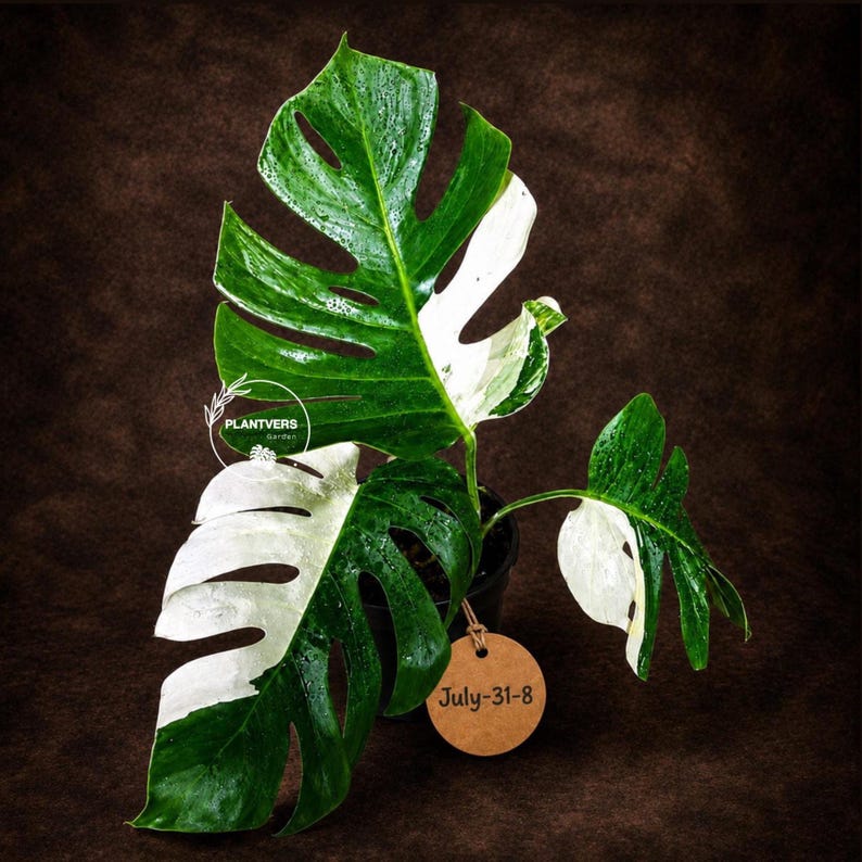 Monstera Albo - Rare Variegated Monstera Borsigiana Albo - Rare Collector Plant - White Monstera Albo - EXACT Same Plant - USA Seller Pot-July-31-8