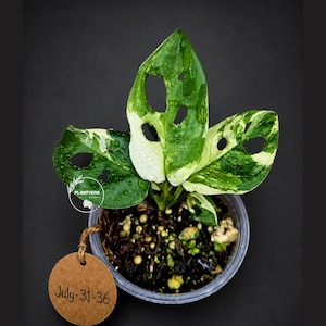 May include: A variegated Monstera adansonii plant with three distinct leaves featuring white and green patterns and natural fenestrations. The plant is potted in a clear plastic container with dark soil and a round brown tag labeled July-31-36.