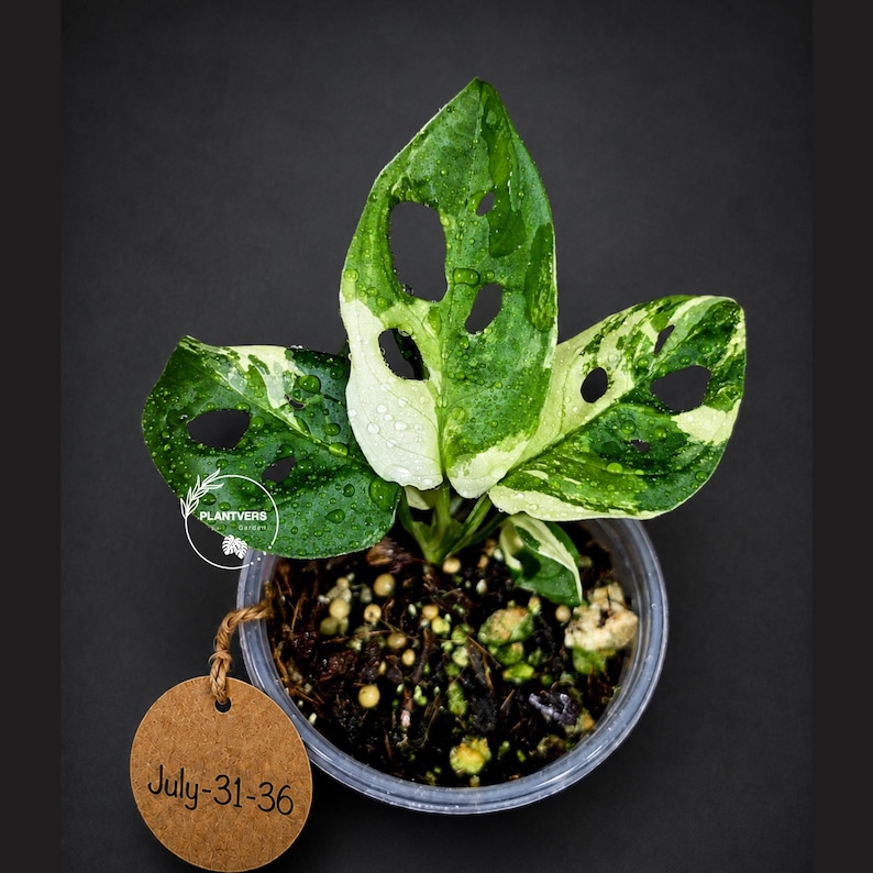 May include: A variegated Monstera adansonii plant with three distinct leaves featuring white and green patterns and natural fenestrations. The plant is potted in a clear plastic container with dark soil and a round brown tag labeled July-31-36.