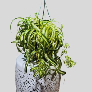 Variegated Spider Chlorophytum Bonnie in 8" Hanging Basket - Easy to Grow - Curly Spider Live Plant - Long Vines Houseplant - US Seller