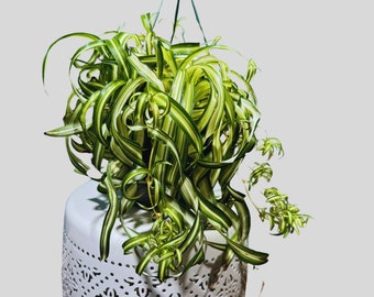 Variegated Spider Chlorophytum Bonnie in 8" Hanging Basket - Easy to Grow - Curly Spider Live Plant - Long Vines Houseplant - US Seller