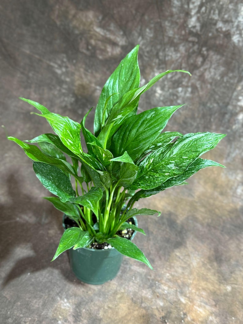 PlantVers Peace Lily - Thumbnail 2