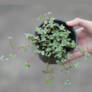 Biblical Job&#39;s Tears Live Plant - Blue Baby Tears in 4 Inch Grow Pot - Pilea glauca Indoor succulent plant  -Terrarium plant for office gift