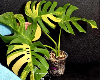 Beautiful Monstera Deliciosa - Large Form Swiss Cheese Plant - Etsy