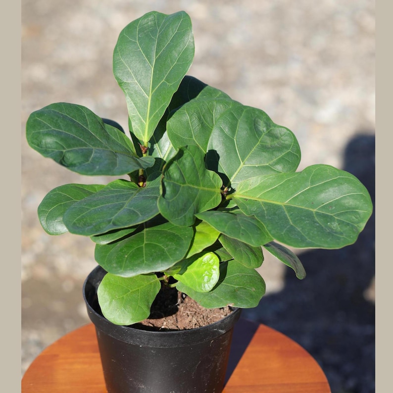 May include: A small green ficus lyrata plant in a black plastic pot. The plant has large, glossy leaves and is sitting on a wooden table.