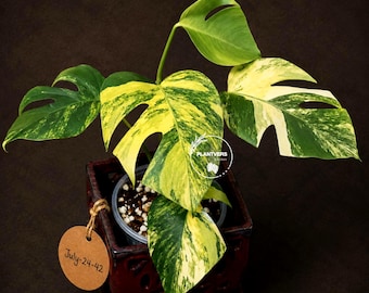 Variegated Monstera Borsigiana Aurea Live Plant - Monstera Aurea Variegata Marmota Potted Plant - EXACT Plant - US Seller