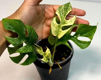 Rare Variegated Rhaphidophora Tetrasperma White Monster -  Tropical House Plant - Rare Aroid - Exact Plant - US Seller