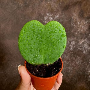 May include: A green Hoya kerrii plant, also known as a Sweetheart plant, in a small orange pot. The heart-shaped leaf is covered in water droplets. The plant is held in a hand against a brown background.