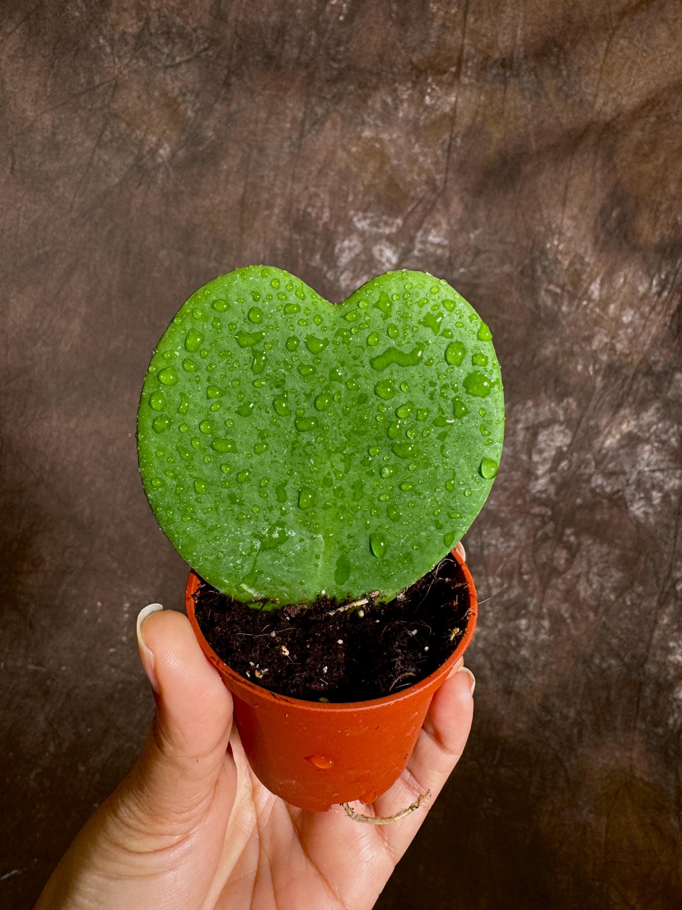 Hoya Kerrii Heart Succulent - Live Plant - Indoor or Outdoor plant - Heart-Shaped Hoya - Office gift - Sweetheart Hoya in a Nursery Pot