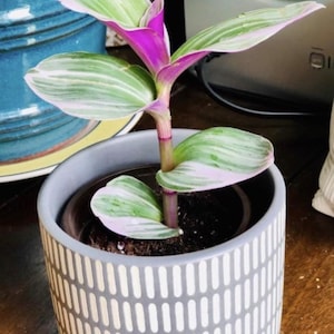 Rare Tradescantia Nanouk Lilac Plant Rare Tradescantia Pot Rare Pink Wandering Jew Easy care hardy indoor houseplant in a nursery pot image 7