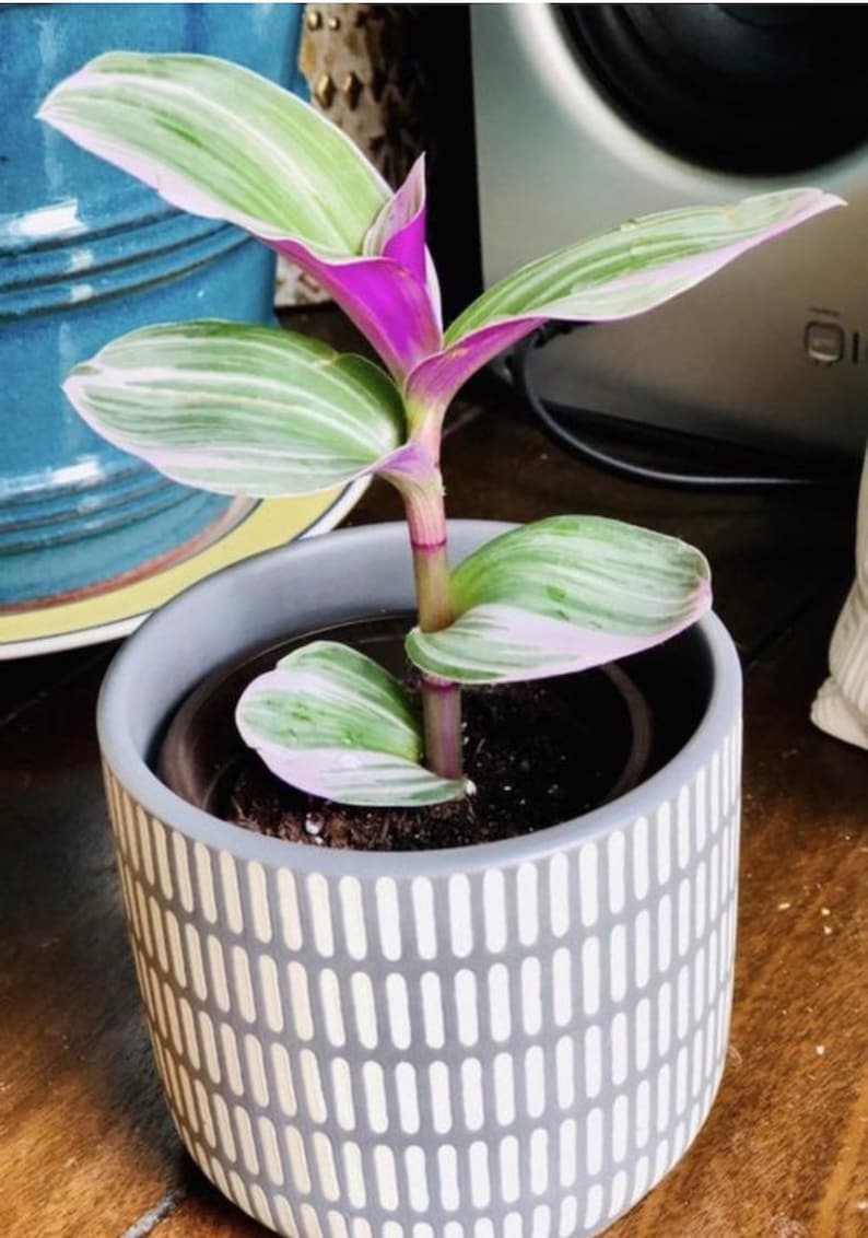 Rare Tradescantia Nanouk Lilac Plant Rare Tradescantia Pot Rare Pink Wandering Jew Easy care hardy indoor houseplant in a nursery pot Single Plant