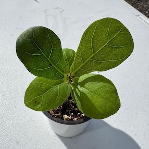 May include: A small potted Fiddle Leaf Fig plant with large, vibrant green leaves. The plant is in a white plastic pot, and the leaves have prominent veining. The plant is a popular houseplant known for its striking foliage.
