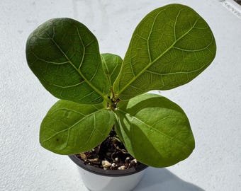 Fiddle Leaf Fig Tree in a 2” Pot - Ficus Lyrata - Tiny Fiddle Leaf Indoor House Plant - Low Light Indoor Plant - Lush Green Home Decor