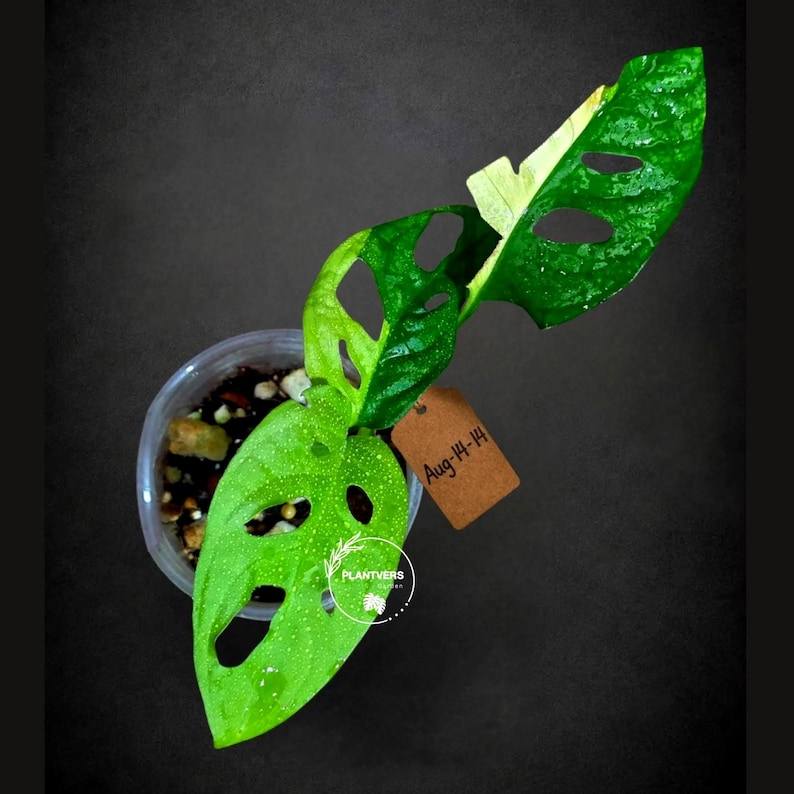 May include: A variegated Monstera adansonii plant with fenestrated leaves featuring green and cream-colored patterns. The plant is potted in a clear plastic container with soil and includes a brown paper tag with the handwritten text Aug-14-14.