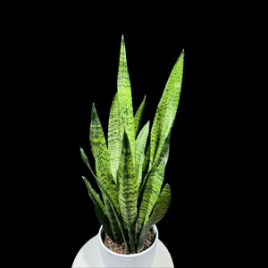 Sansevieria Zeylanica Snake Plant in 6&quot; Pot | Live Indoor Plants | SAME PLANT| Green Snake Plant | Low light Houseplant | Pet Friendly