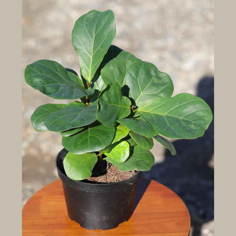 May include: A small potted fiddle leaf fig plant with dark green leaves in a black plastic pot. The plant is sitting on a wooden table.