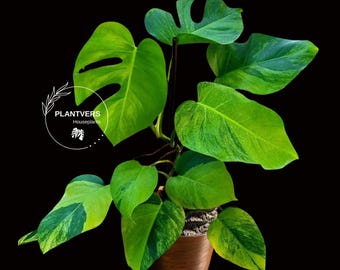 Super Rare Variegated Monstera Green on Green Plant - Variegated