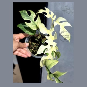 May include: A potted Monstera plant with variegated leaves in shades of green and cream. The leaves have unique fenestrations, or natural holes, and are held in a clear plastic pot. The logo "PLANTVERS Houseplants" is visible in the background.