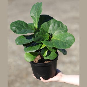 May include: A small potted fiddle leaf fig plant with dark green leaves in a black plastic pot.
