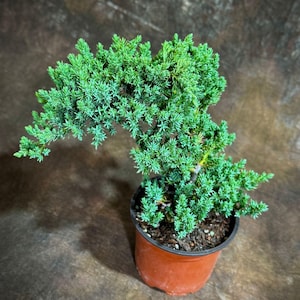 Juniper Procumbens Live Bonsai Tree 4” Grow Pot- Small Bonsai Plant - Plant Lover Gift- Indoor Outdoors Lucky Unique Housewarming Gift Plant