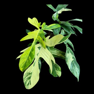 Variegated Philodendron Florida Beauty Cutting - SAME PLANT as the images - Extremely Rare High Variegation Florida Beauty Live Indoor plant