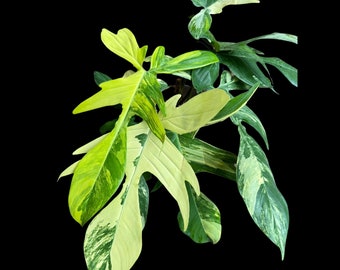 Variegated Philodendron Florida Beauty Cutting - SAME PLANT as the images - Extremely Rare High Variegation Florida Beauty Live Indoor plant