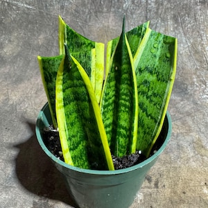 Sansevieria Laurentii Cutting - Yellow Snake Plant Cuts - Live Tropical Indoor & Outdoor Houseplant - Home and Office Decor - Gift for Mom