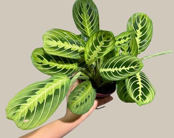 Op de afbeelding: Een Maranta leuconeura plant, algemeen bekend als gebedsplant, met ovaalvormige bladeren met een opvallend patroon van donkergroene randen, lichtgroene centra en prominente geelgroene nerven die vanuit de centrale hoofdnerf uitstralen.