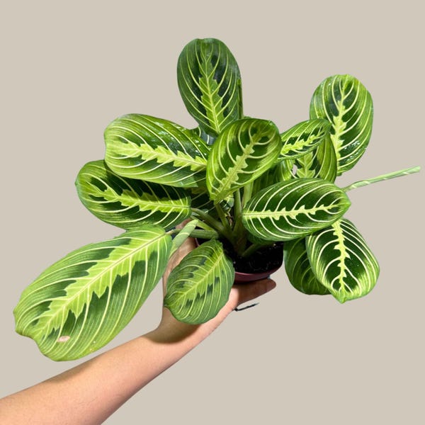 Live Lemon Lime Prayer Plant - Low Light Office Plant - Maranta Leuconeura - Potted Gift houseplant - Air Purifier Indoor Plant - Gift Plant