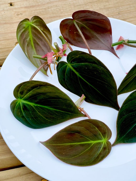 Velvet Leaf Philodendron RARE | Velvet Leaf | Philodendron Mican | Unique  Tropical Plants | Heartleaf Philodendron | Rare Philodendron - Etsy