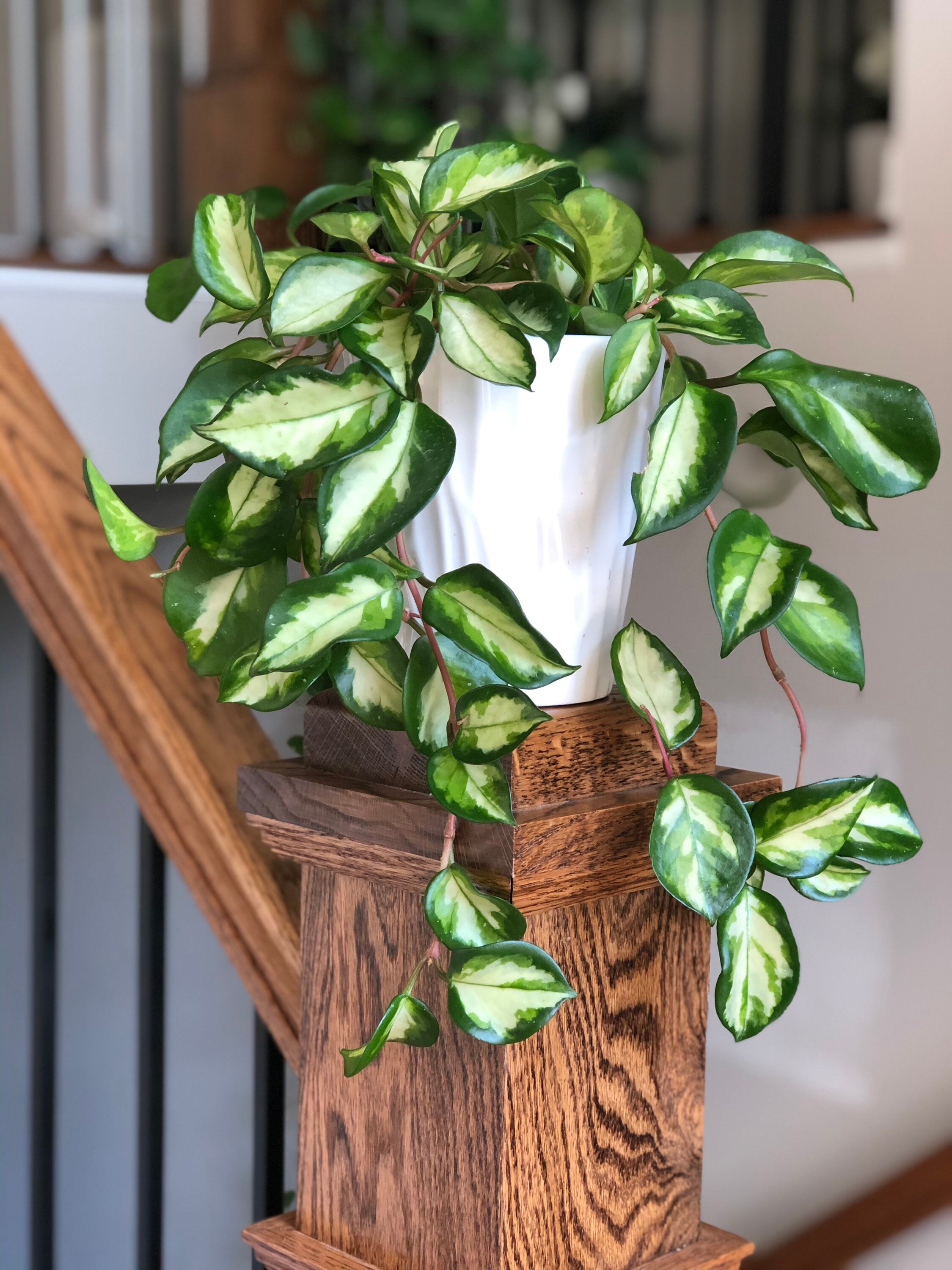 メロ　YOSA チタニウム「神の手」カッサ#9157 メロ YOSA チタニウム「神の手」カッサ#9157 2025年最新】YOSA カッサ