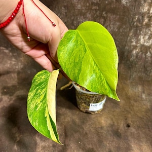 Monstera Aurea Variegated Borsigiana in a Nursery Pot - Monstera Aurea Potted Plant - Monstera Marmota - SAME PLANT as images - US Seller