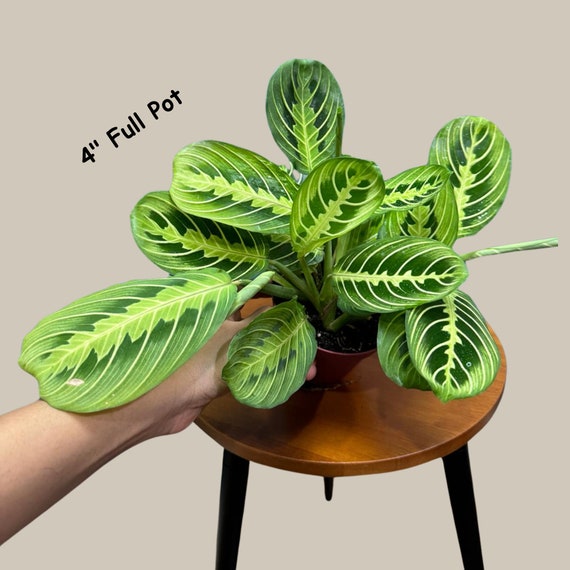 silver stripe pothos Philodendron 'Silver Stripe' – Variegated Heartleaf Philodendron – Ed's  Plant Shop main image 0