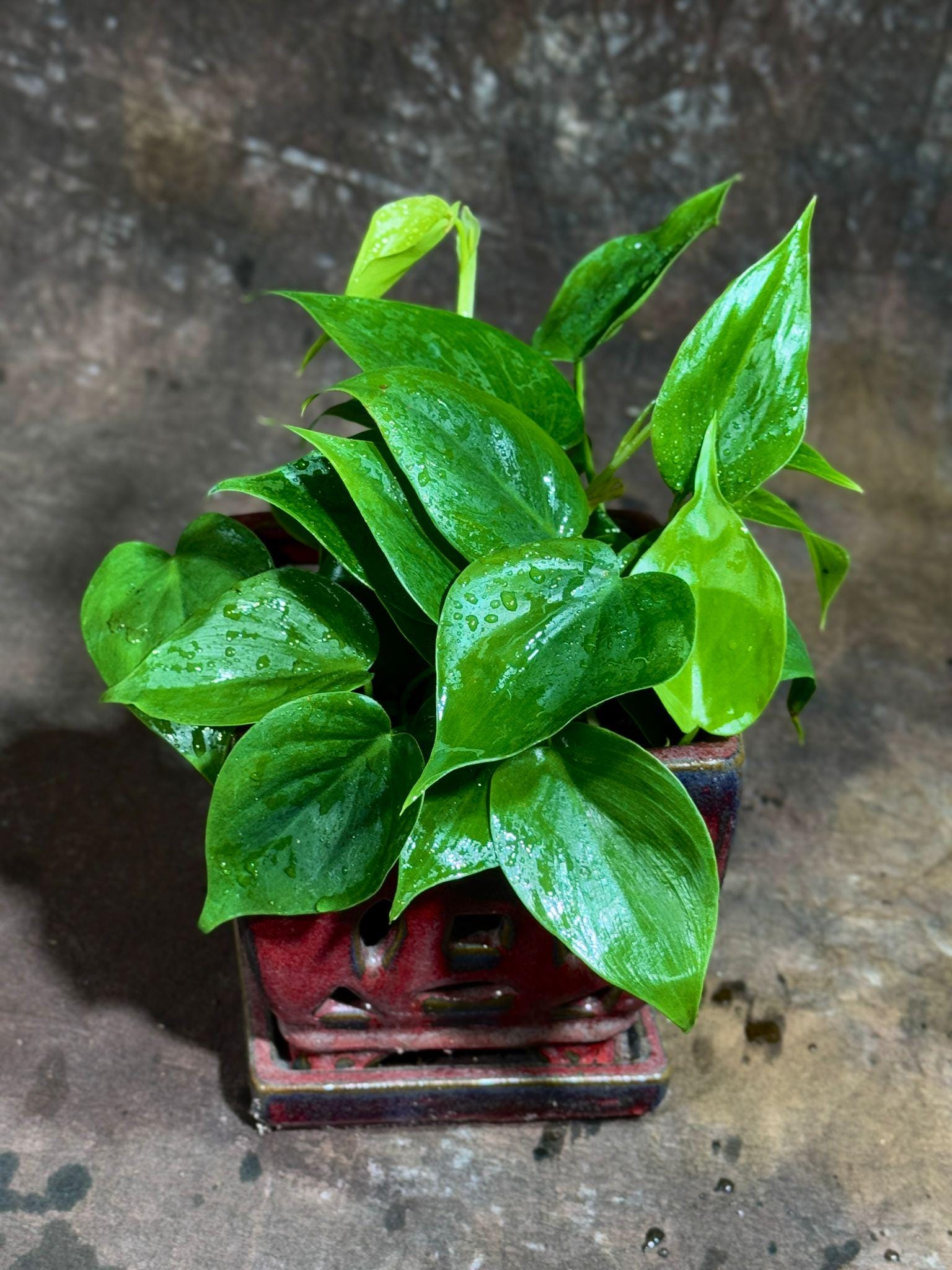 polypodioides philodendron Philodendron Florida Beauty x Polypodioides – Curious Plant Killer main image 1