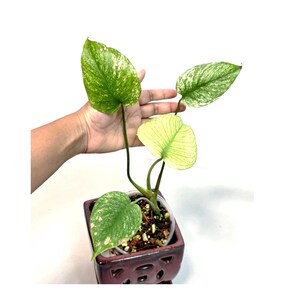 May include: A potted plant with variegated green and white leaves. The plant is in a square, dark red ceramic pot. The leaves are held by a hand, showcasing the plant's unique pattern and color.