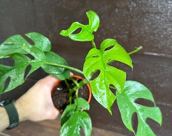 Monstera Minima | Rhaphidophora Tetrasperma | Mini Monstera | Rare Potted Plant | Indoor Plants | Tretrassperma Philodendron