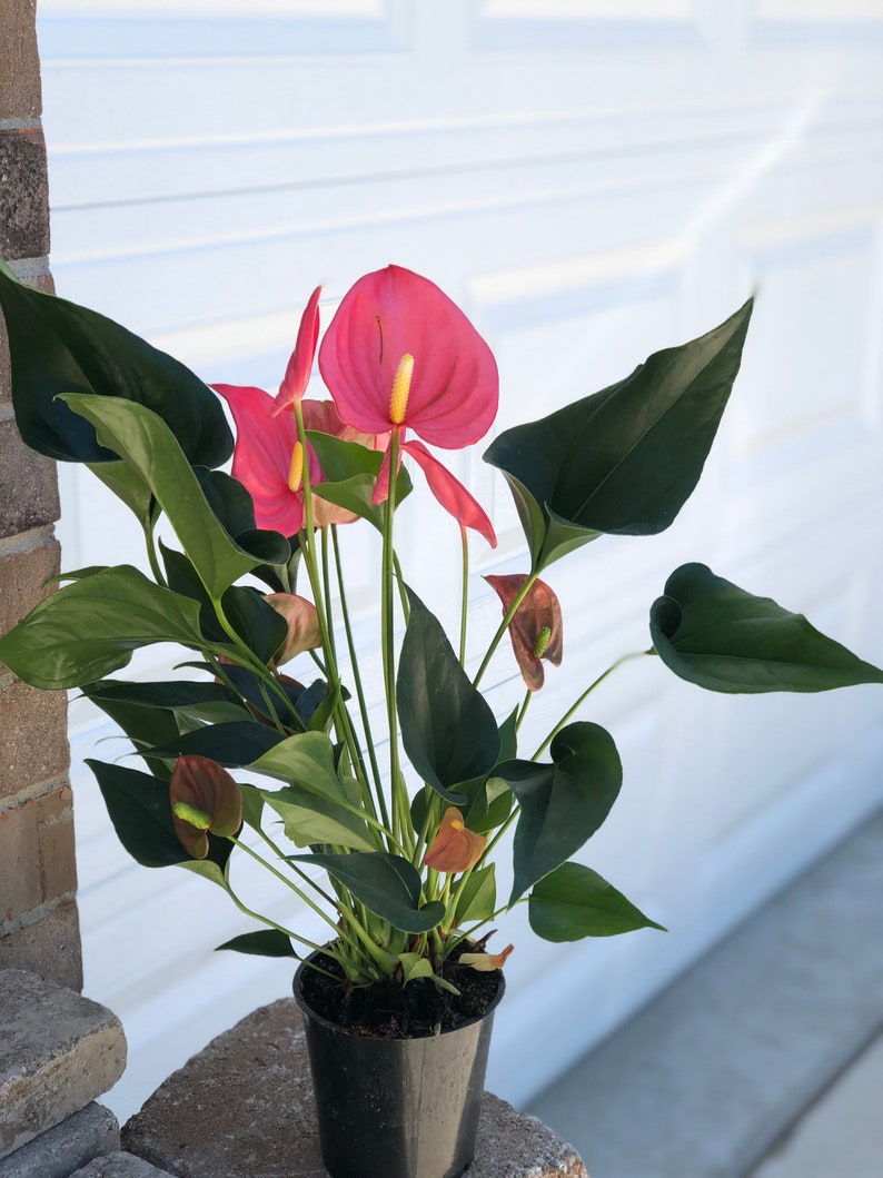 Anthurium Flowering Easy Care Hardy Houseplant Low Light Etsy