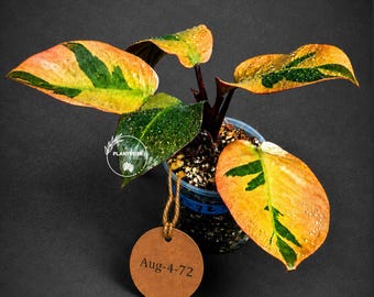 Variegated Black Cardinal Philodendron Live Plant - EXTREMELY Rare Collector Plant - Very Hard to come by - Indoor Plant - US Seller