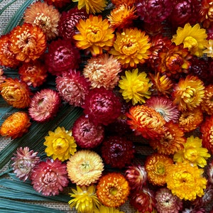 Natural Strawflowers / Dry Flower Heads for Resin, Crafts and Events