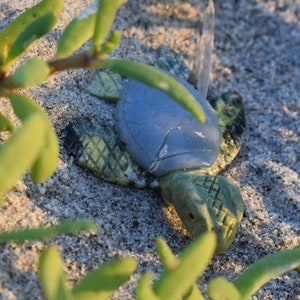 Green Serpentine and Gray Angelite Crystal Sea Turtle Item 3 Help support the loggerhead Turtle Foundation. image 2